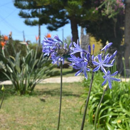 Meraki Guesthouse Ericeira Eksteriør bilde